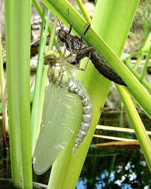 southern hawker